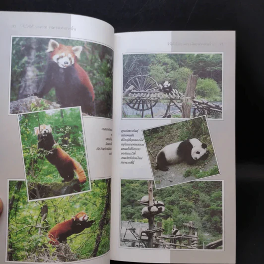 จิ่วไจ้โก...หวงหลง (พิศวงแห่งสายน้ำ) - สมลักษณ์ วงษ์รัตน์ รูปที่ 12
