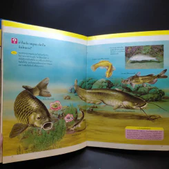 หนังสือชุดความรู้เบื้องต้นสำหรับเด็ก สิ่งที่น่าทำ + ชีวิตในน้ำ รูปที่ 18