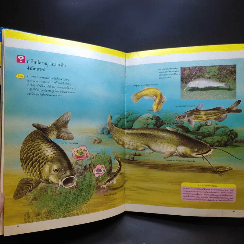 หนังสือชุดความรู้เบื้องต้นสำหรับเด็ก สิ่งที่น่าทำ + ชีวิตในน้ำ รูปที่ 18