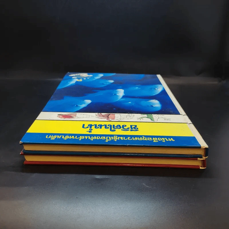 หนังสือชุดความรู้เบื้องต้นสำหรับเด็ก สิ่งที่น่าทำ + ชีวิตในน้ำ รูปที่ 5