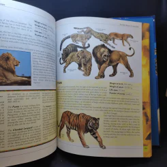 The Big Book of Animals รูปที่ 18
