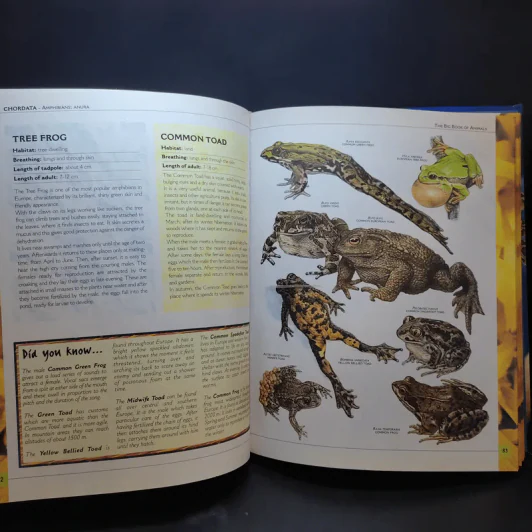 The Big Book of Animals รูปที่ 14