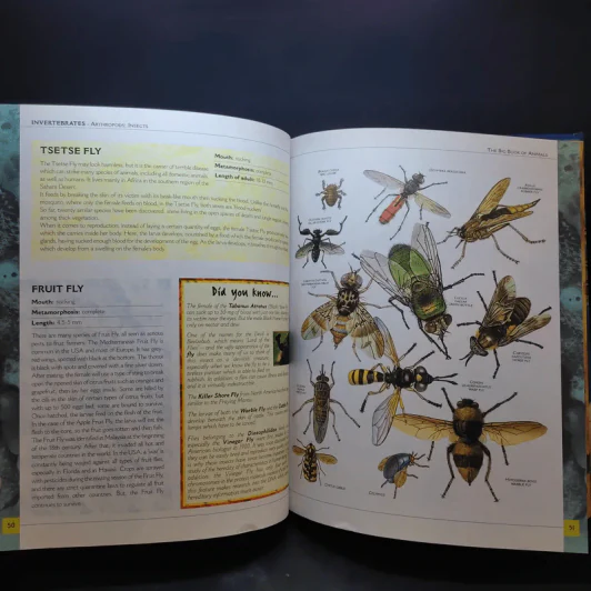 The Big Book of Animals รูปที่ 13