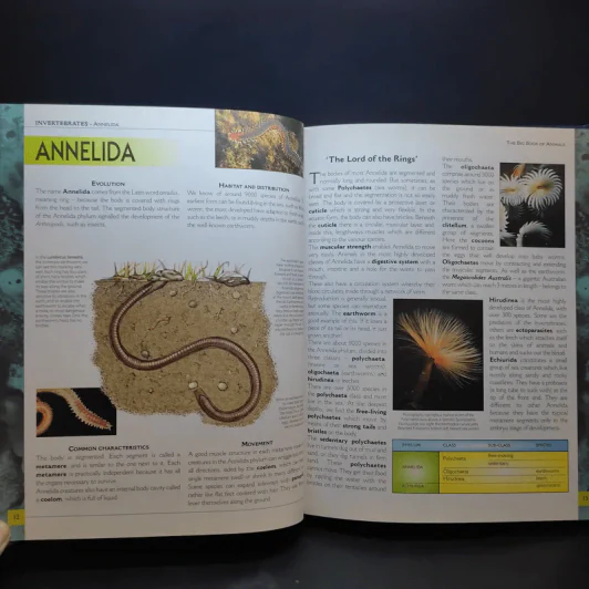 The Big Book of Animals รูปที่ 11
