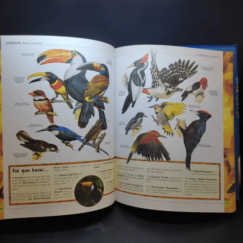 The Big Book of Animals รูปที่ 17