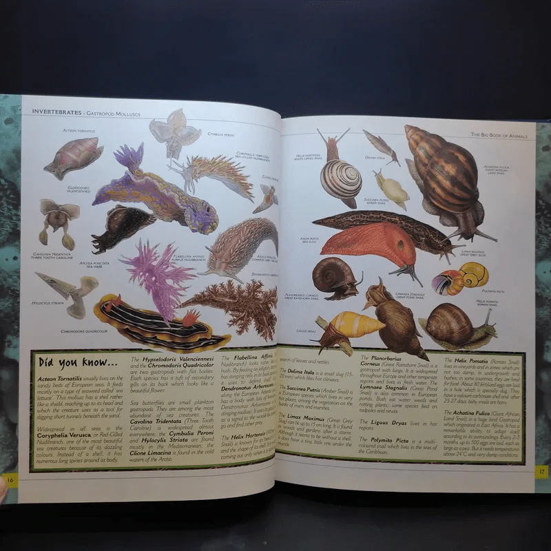 The Big Book of Animals รูปที่ 12