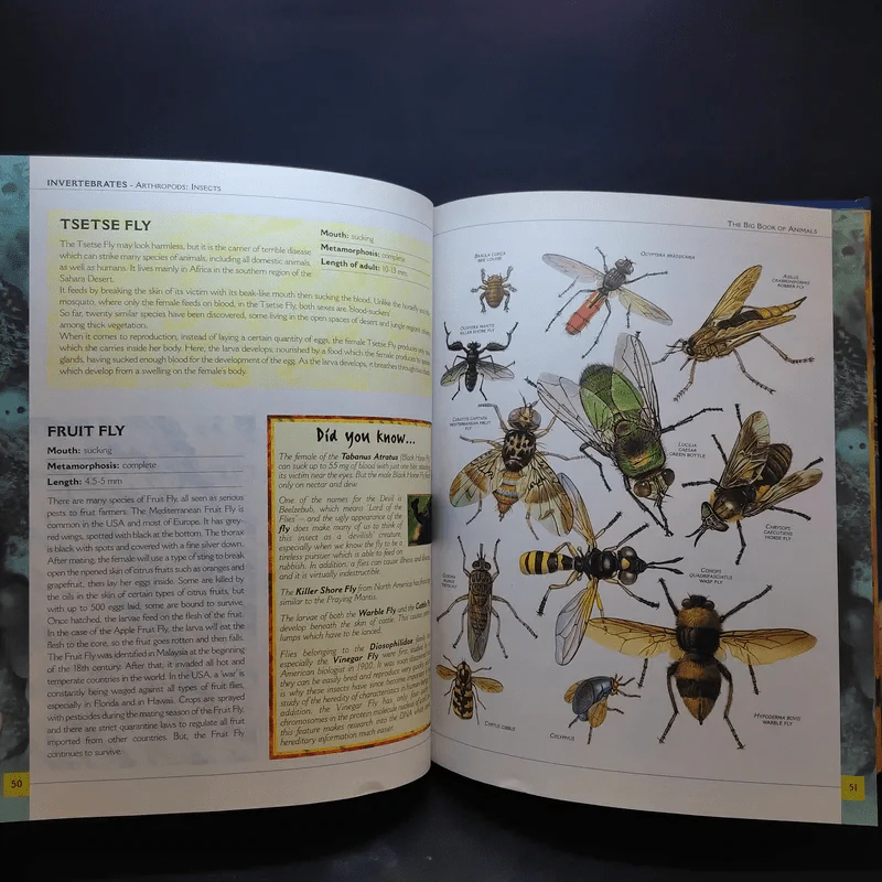 The Big Book of Animals รูปที่ 13