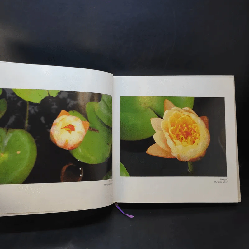 สมุดบันทึกภาพถ่ายฝีพระหัตถ์ สมเด็จพระเทพฯ ปุษปสระปทุม รูปที่ 15