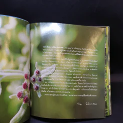 ยามเมื่อดอกไม้บาน - ชัชฎา วงศ์ทองสงวน รูปที่ 10