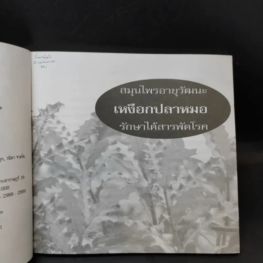 เหงือกปลาหมอ - อ.ยุวดี จอมพิทักษ์ รูปที่ 9