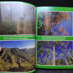 Study ฉบับ แค้มป์คาร์ ภูสอยดาว รูปที่ 10