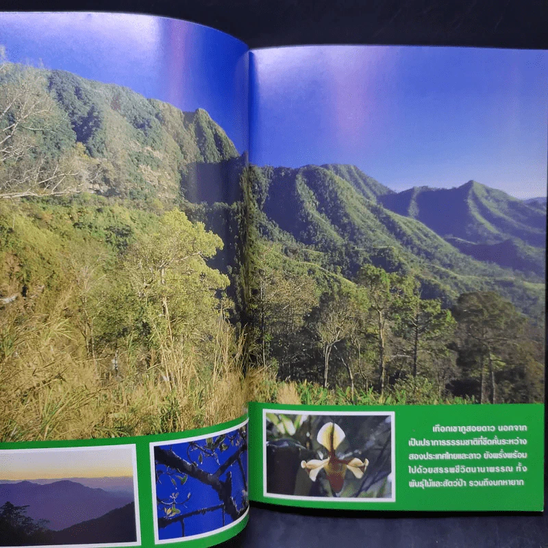 Study ฉบับ แค้มป์คาร์ ภูสอยดาว รูปที่ 9