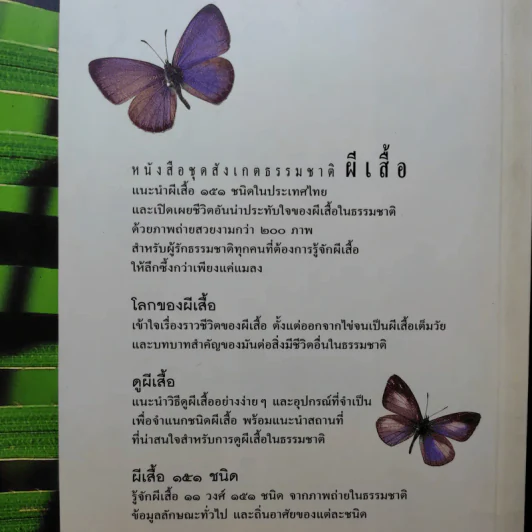 ผีเสื้อ - เกรียงไกร สุวรรณภักดิ์ รูปที่ 21