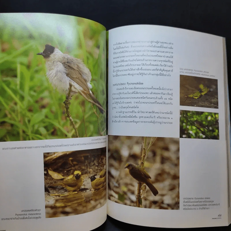 Advanced Thailand Geographic ปีที่ 16 ฉบับที่ 125 พ.ศ.2553 รูปที่ 14