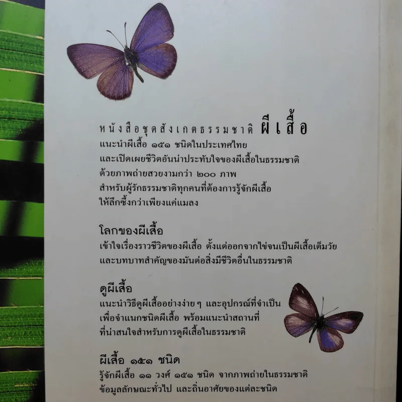ผีเสื้อ - เกรียงไกร สุวรรณภักดิ์ รูปที่ 21
