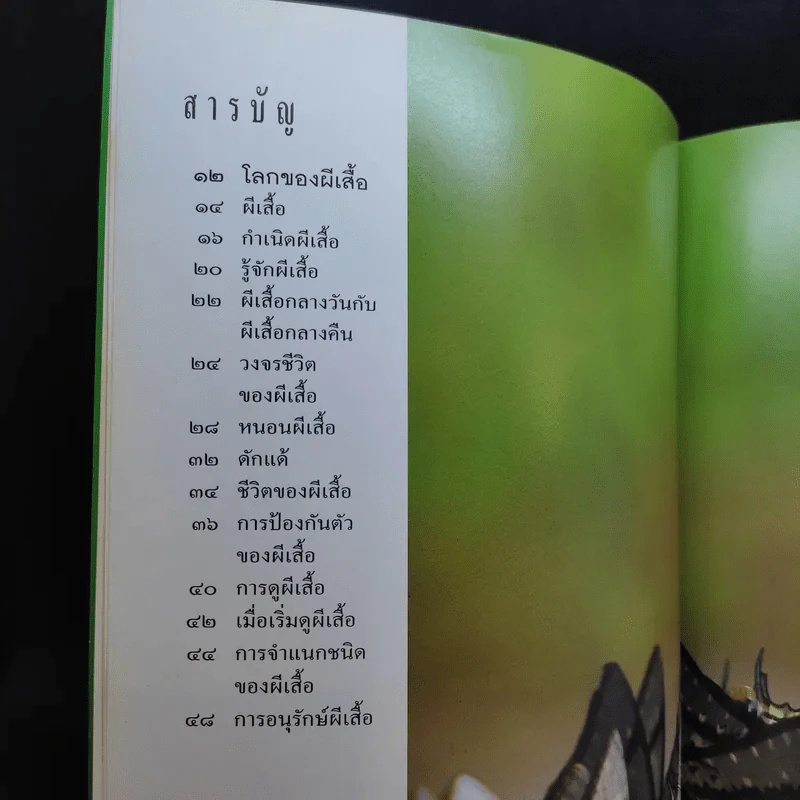 ผีเสื้อ - เกรียงไกร สุวรรณภักดิ์ รูปที่ 10