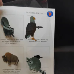 The First Discovery Book Animals รูปที่ 11