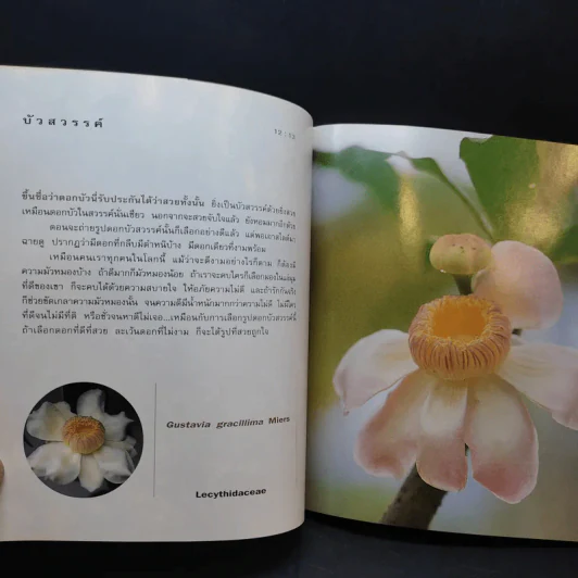 ชุดดอกไม้ของฉัน เล่าเรื่องดอกไม้ - ชัชฎา วงศ์ทองสงวน รูปที่ 14