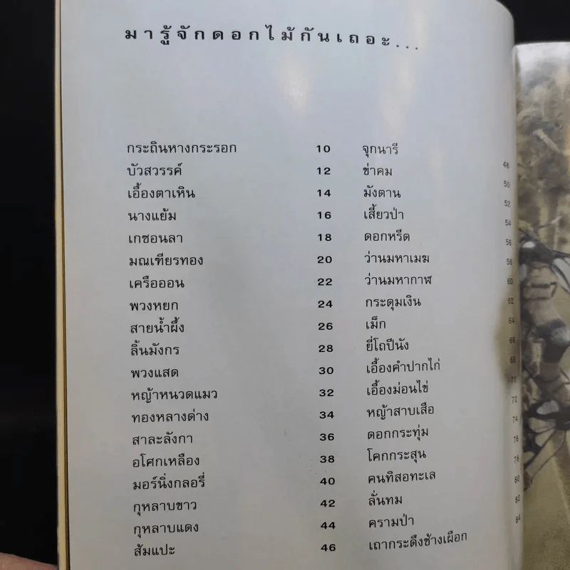 ชุดดอกไม้ของฉัน เล่าเรื่องดอกไม้ - ชัชฎา วงศ์ทองสงวน รูปที่ 12