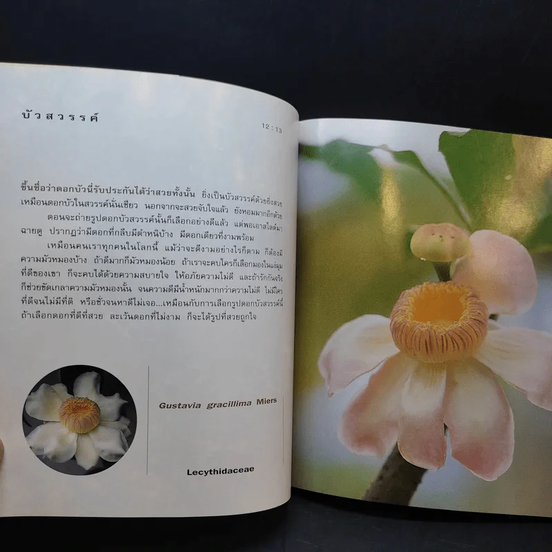 ชุดดอกไม้ของฉัน เล่าเรื่องดอกไม้ - ชัชฎา วงศ์ทองสงวน รูปที่ 14