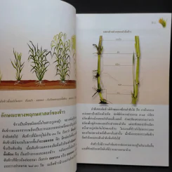 สารานุกรมไทยสำหรับเยาวชน เล่ม 16 รูปที่ 11