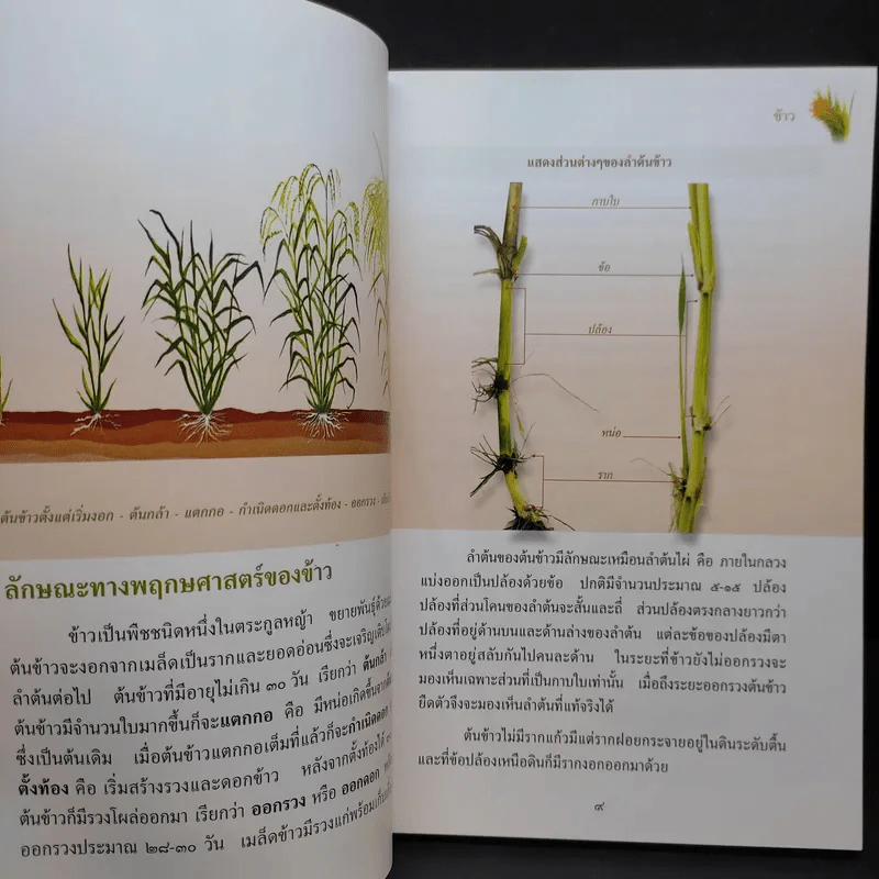 สารานุกรมไทยสำหรับเยาวชน เล่ม 16 รูปที่ 11