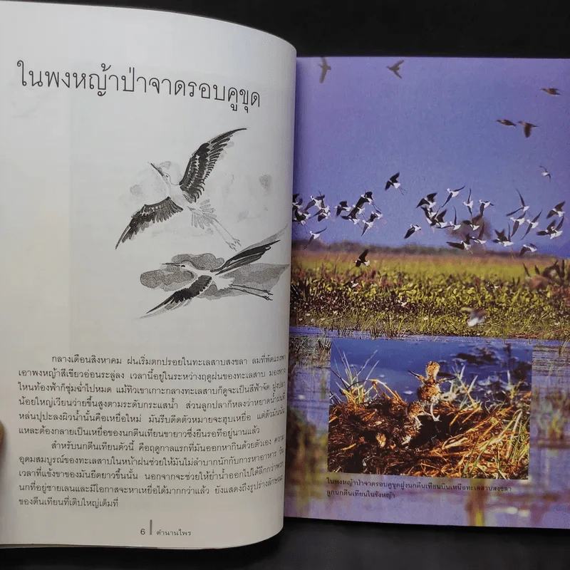 ดวงใจแห่งไพรพฤกษ์ - ดวงดาว สุวรรณรังษี รูปที่ 10