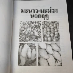 มะม่วง-มะนาว เร่งออกนอกฤดู รูปที่ 9