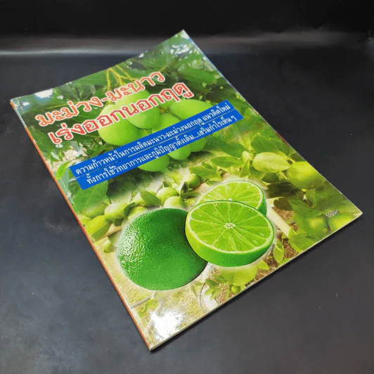 มะม่วง-มะนาว เร่งออกนอกฤดู รูปที่ 8