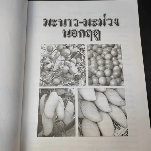 มะม่วง-มะนาว เร่งออกนอกฤดู รูปที่ 9