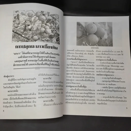 มะม่วง-มะนาว เร่งออกนอกฤดู รูปที่ 11