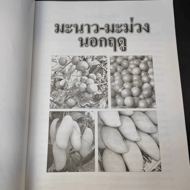 มะม่วง-มะนาว เร่งออกนอกฤดู รูปที่ 9