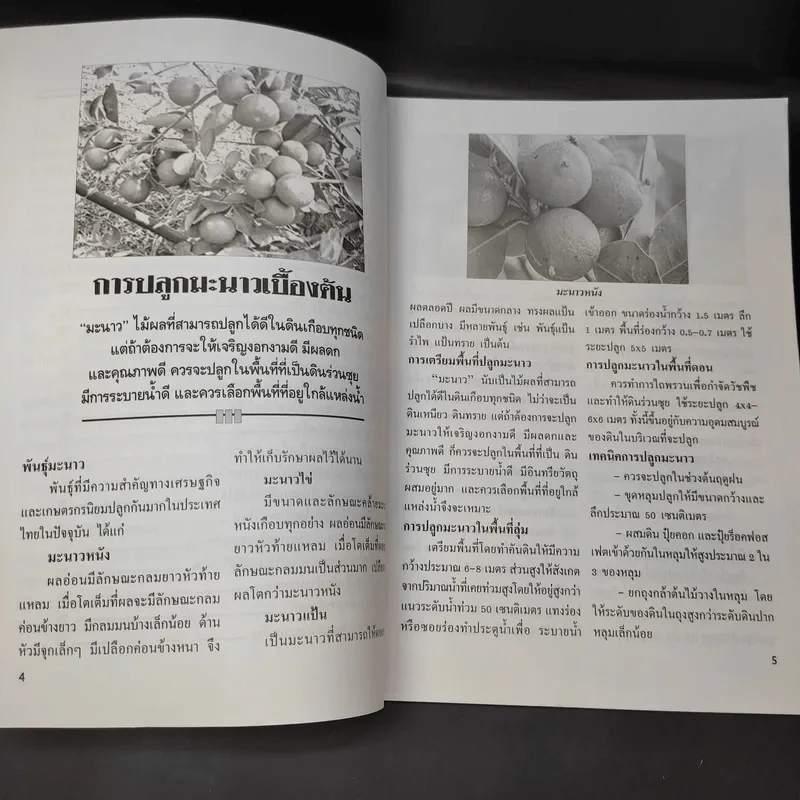 มะม่วง-มะนาว เร่งออกนอกฤดู รูปที่ 11