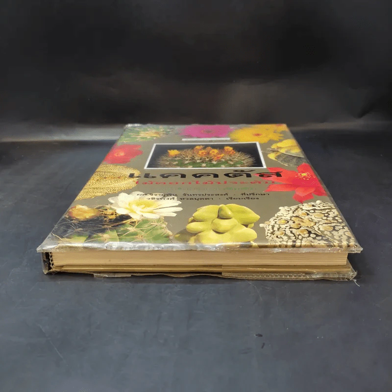 แคคตัส ไม้ดอกไม้ประดับ รูปที่ 4