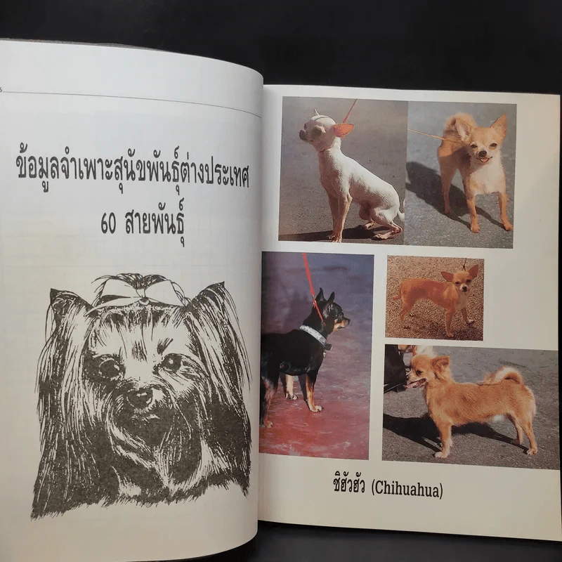 สุนัขพันธุ์ต่างประเทศ - สันต์ นาคะสุวรรณ รูปที่ 13