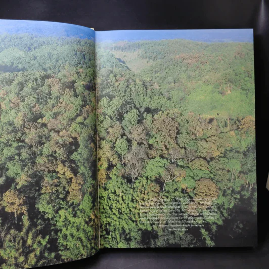 พรรณไม้ในสวนหลวง ร.9 รูปที่ 10