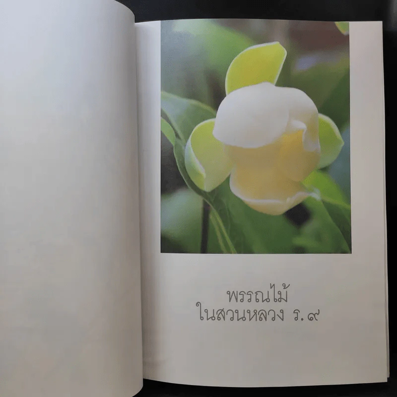 พรรณไม้ในสวนหลวง ร.9 รูปที่ 13