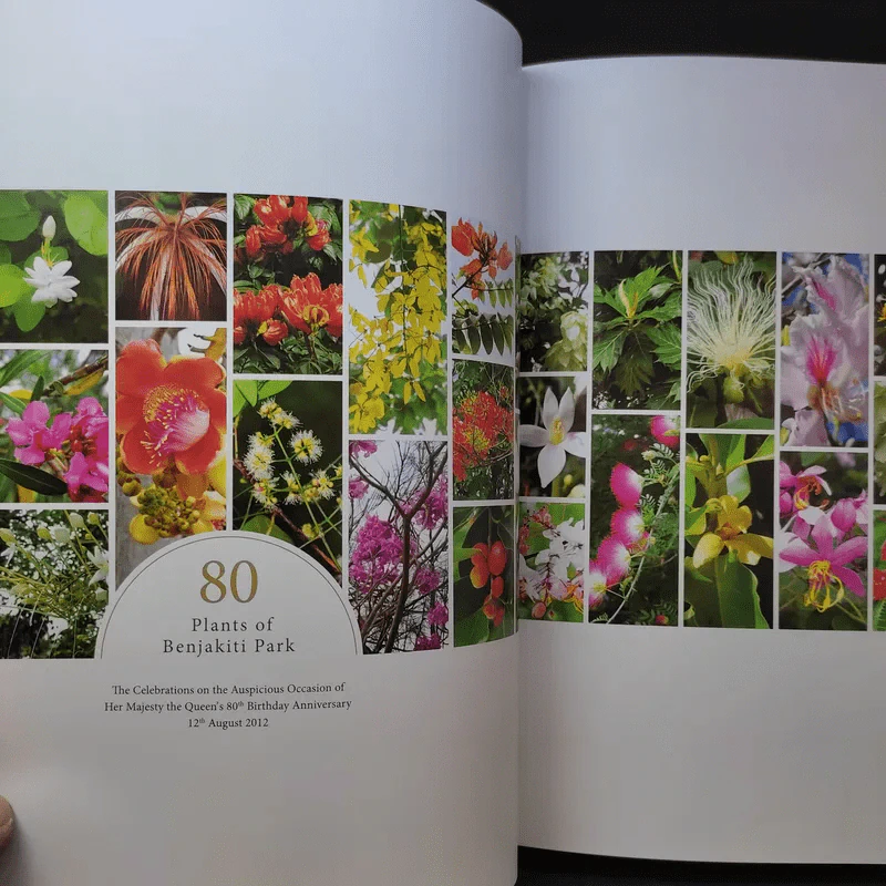 Her Majesty Queen Sirikit : Mother of Biological Diversity Protection 80 พันธ์ไม้ของสวนเบญจกิติ รูปที่ 10
