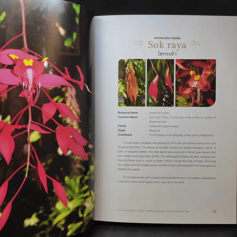 Her Majesty Queen Sirikit : Mother of Biological Diversity Protection 80 พันธ์ไม้ของสวนเบญจกิติ รูปที่ 12