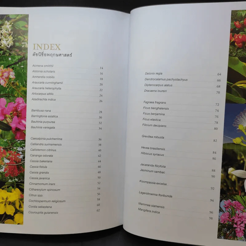 Her Majesty Queen Sirikit : Mother of Biological Diversity Protection 80 พันธ์ไม้ของสวนเบญจกิติ รูปที่ 16