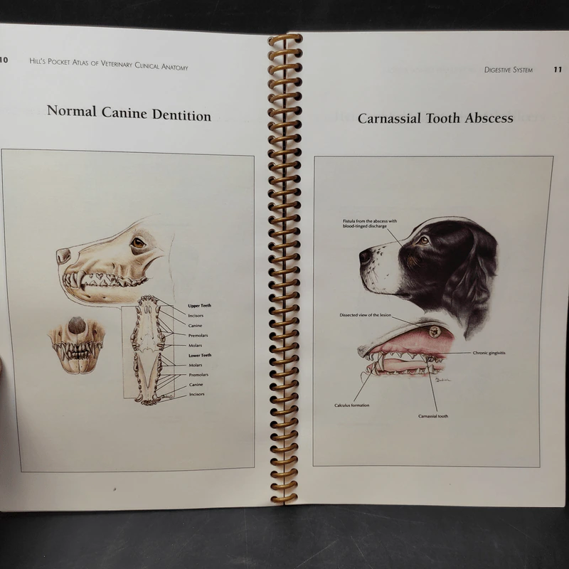 Hill's Pocket Atlas of Veterinary Chinical Anatomy รูปที่ 7