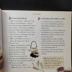 บันทึกของแผ่นดิน 2 ผักเป็นยารักษาชีวิต - ภญ.ดร.สุภาภรณ์ ปิติพร รูปที่ 11