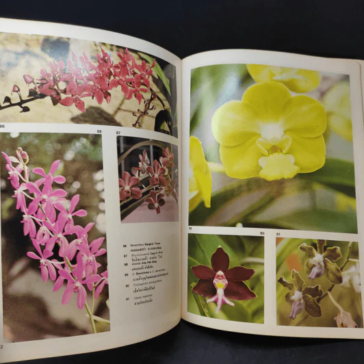 กล้วยไม้กับเมืองไทย - ศาสตราจารย์ระพี สาคริก รูปที่ 11