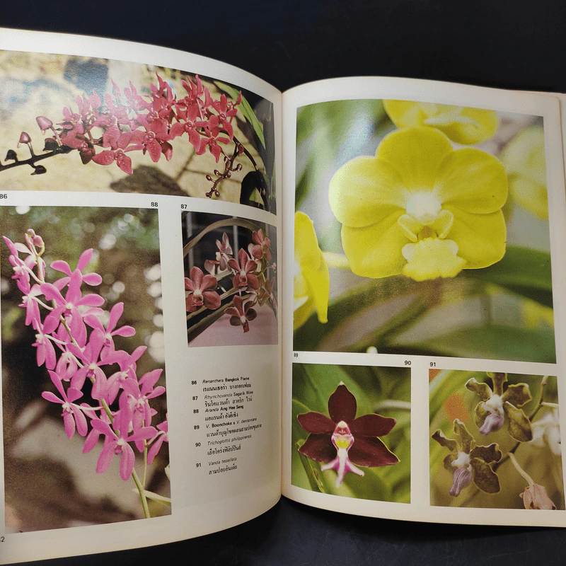 กล้วยไม้กับเมืองไทย - ศาสตราจารย์ระพี สาคริก รูปที่ 11