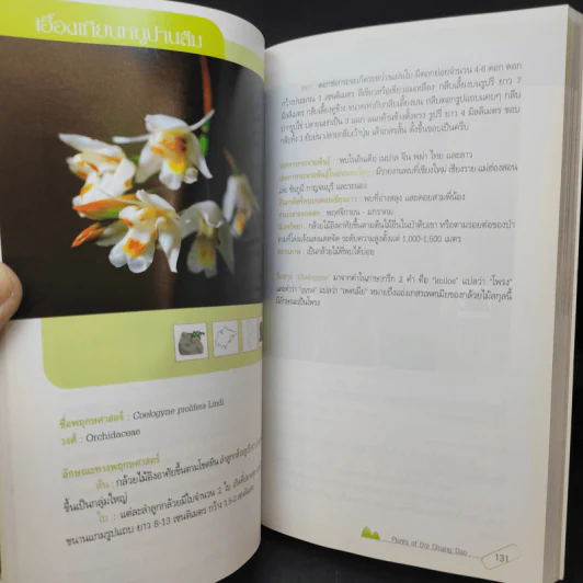 สูงเสียดดอยพรรณไม้งาม - ปิยะ โมคมุล รูปที่ 20