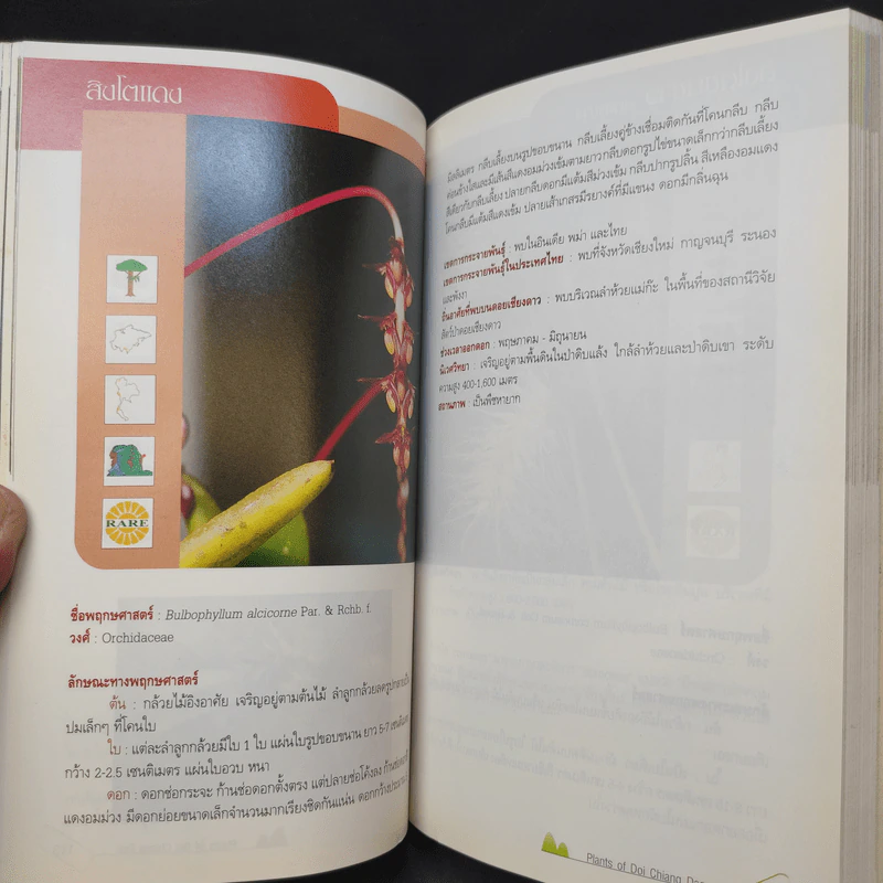 สูงเสียดดอยพรรณไม้งาม - ปิยะ โมคมุล รูปที่ 19