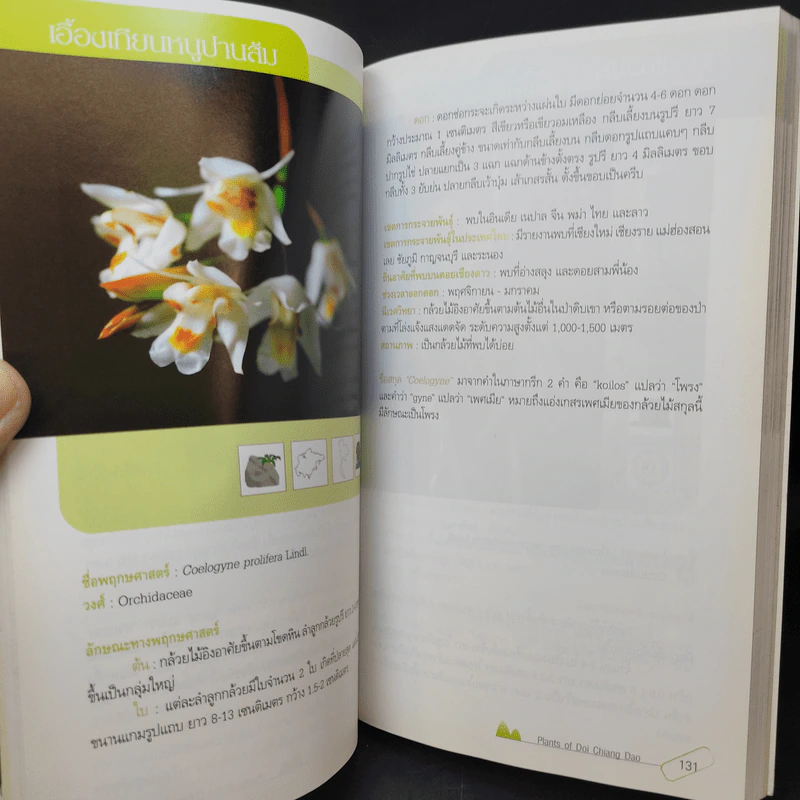 สูงเสียดดอยพรรณไม้งาม - ปิยะ โมคมุล รูปที่ 20