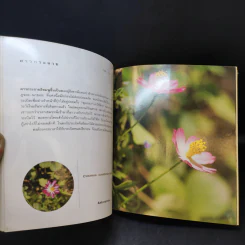 เล่าเรื่องดอกไม้ - ชัชฎา วงศ์ทองสงวน รูปที่ 13