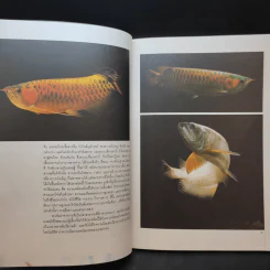สายพันธุ์และการเพาะเลี้ยง Arowana ปลามังกร - ชลสิทธิ์ รูปที่ 11