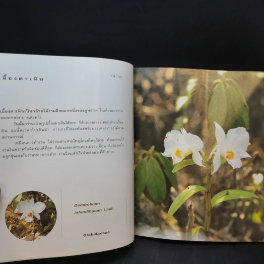 เล่าเรื่องดอกไม้ - ชัชฎา วงศ์ทองสงวน รูปที่ 11